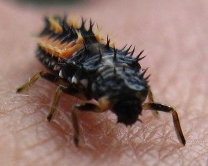 insekten_Asiatische Marienkäferlarve